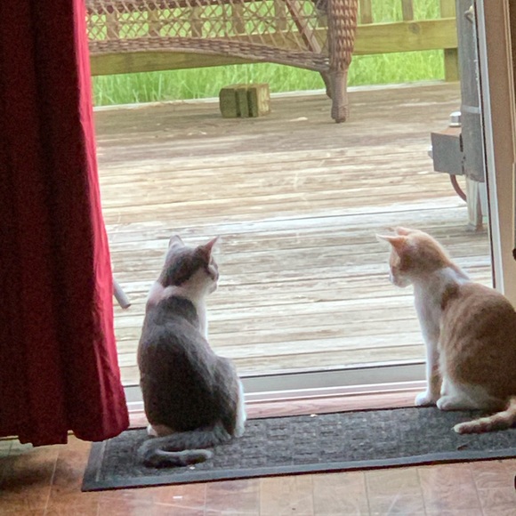 Abe - Picture 5 of 6